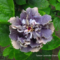 Taiwan Lavender Dance